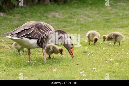 St. Peter-Ording, Deutschland. 18. Mai 2014. Eine Familie von graue Gänse (Anser Anser) auch bekannt als Wildgänse auf Eiderstedt-Halbinsel in der Nähe von St. Peter-Ording, Deutschland, 18 Mai 2014. Wildgänse sind in Schleswig-Holstein mit vielen dort das ganze Jahr. Foto: WOLFGANG RUNGE/Dpa/Alamy Live News Stockfoto