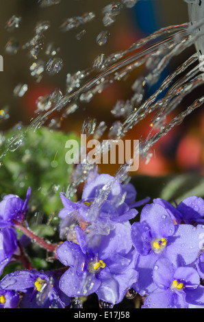 Nahaufnahme, Blumen gießen Stockfoto