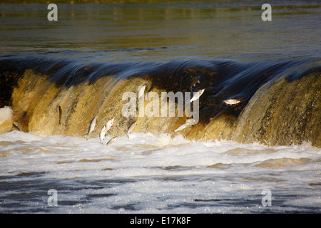 Fisch sprang in Wasserfall und zum Laichen flussaufwärts Stockfoto