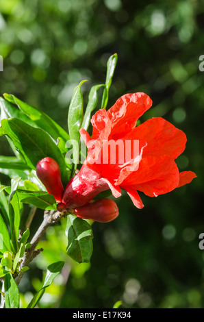 Lebhafte rote Granatapfel Sonnenlicht Blüte und Knospen vor dunklen Bokeh Hintergrund Stockfoto