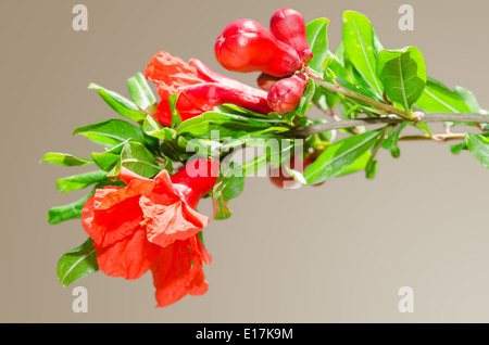 Sonnendurchflutetes Zweig mit Frühling rote Granatapfel Blüte auf Farbverlauf Hintergrund Stockfoto