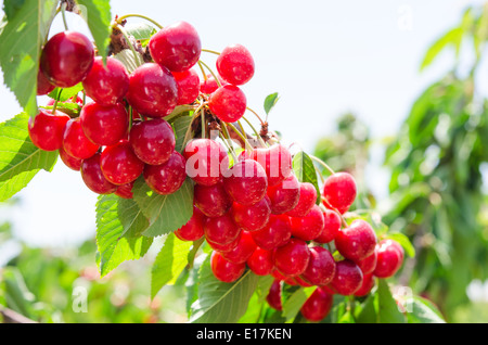 Sonnenbeschienenen Ast Cherry Berry mit Reife süße Früchte Stockfoto