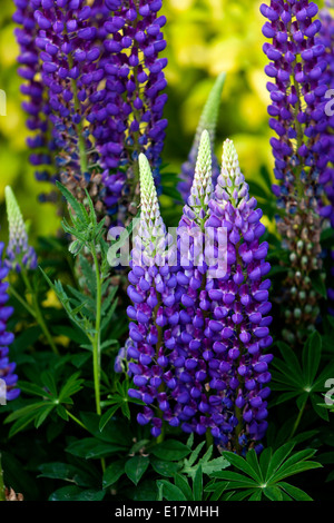 Garten Lupinen Lupinus polyphyllus Lupinen, Lupinen Stockfoto