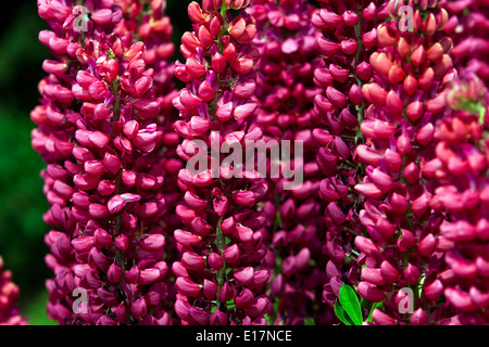 Lupinus polyphyllus, Rot Lupin, Lupinen, Lupin Stockfoto