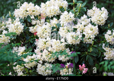 Anzeige der cremeweiß Rhododendron gebadet in natürliches Sonnenlicht gesehen hier in einem englischen Landhaus-Garten blüht im Frühjahr. Stockfoto
