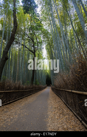 Chikurin-keine-Michi oder den Pfad des Bambusses ist lange Weg von Bambusstämmen in Arashiyama hinter Tenryuji Tempel. Stockfoto