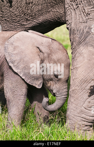 Afrikanischer Elefant (Loxodonta Africana) jungen Kalb und Mutter. Amboseli National Park.Kenya Stockfoto