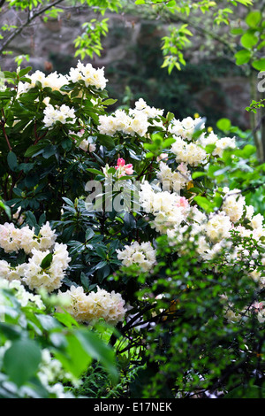 Anzeige der cremeweiß Rhododendron gebadet in natürliches Sonnenlicht gesehen hier in einem englischen Landhaus-Garten blüht im Frühjahr. Stockfoto