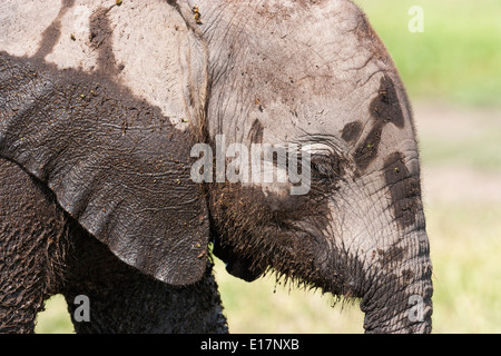 Afrikanischer Elefant (Loxodonta Africana) Amboseli National Park.Kenya Stockfoto