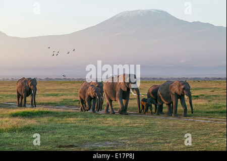 Kleine Gruppe von afrikanischen Elefanten (Loxodonta Africana) mit dem Kilimandscharo im Hintergrund. Amboseli National Park.Kenya Stockfoto