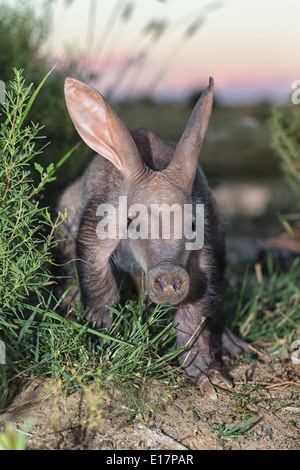 Young Aardvark(Orycteropus afer). Namibia Stockfoto