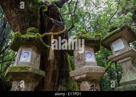 Kasuga-Taisha ist ein Shinto-Schrein in Nara, die oft als Grand Kasuga-Schrein berühmt für seine Laternen von Gläubigen gespendet Stockfoto