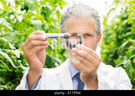 Wissenschaftler halten Bremssattel im Gewächshaus Stockfoto