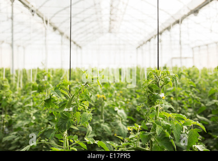 Tomatenpflanzen im Gewächshaus Stockfoto
