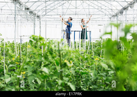 Arbeitnehmer, die Anpassung der Sprinkler im Gewächshaus Stockfoto