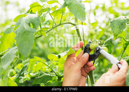 Botaniker messen kleine Tomate mit Zange im Gewächshaus Stockfoto