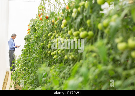 Botaniker mit digital-Tablette in der Nähe von Tomatenpflanzen im Gewächshaus Stockfoto