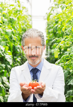 Porträt des Botanikers halten reife Tomate im Gewächshaus Stockfoto