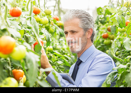 Botaniker Prüfung Tomatenpflanzen im Gewächshaus Stockfoto