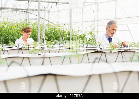 Botaniker untersuchen Pflanzen im Gewächshaus Stockfoto