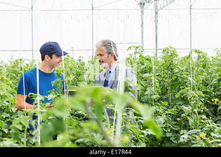 Unternehmer und Arbeitnehmer sprechen unter Tomatenpflanzen im Gewächshaus Stockfoto