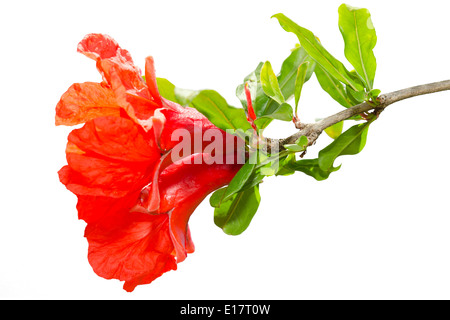 Isolierte Granatapfel Frühlingsblumen blühen rot auf weißem Hintergrund Stockfoto