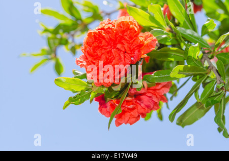 Kräftiges Rot gefärbt japanische Quitte Frühlingsblumen auf sonnenbeschienenen Busch Stockfoto