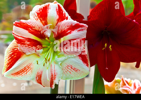 Duo gestreift rosa und rote Amaryllis Nahaufnahme. Stockfoto