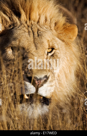 Knurrend männlicher Löwe (Panthera Leo) lange Gras. Namibia. Stockfoto