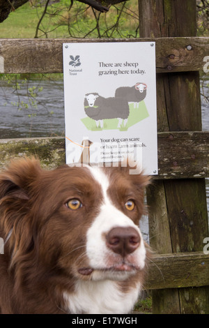 Ein Zeichen über Schafe in kleinen Langdale im Lake District, UK besorgniserregend. Stockfoto