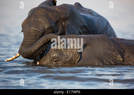 Afrikanischer Elefant (Loxodonta Africana) schwimmen über den Chobe River.Chobe nationalen Park.Botswana Stockfoto