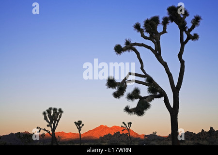 Joshua Bäume (Yucca Brevifolia) Silhouetten und Hügeln, Joshua Tree Nationalpark, Kalifornien USA Stockfoto