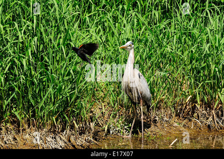Great Blue Heron von Red Wing Blackbird (Ardea Hernien) angegriffen Stockfoto