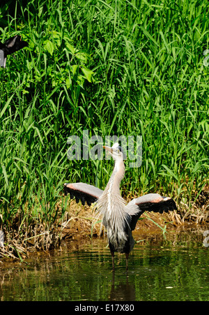 Great Blue Heron von Red Wing Blackbird (Ardea Hernien) angegriffen Stockfoto