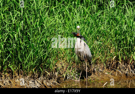 Great Blue Heron von Red Wing Blackbird (Ardea Hernien) angegriffen Stockfoto