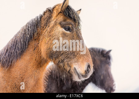 Nassen Islandpferde außerhalb in einem Schneesturm, Island Stockfoto