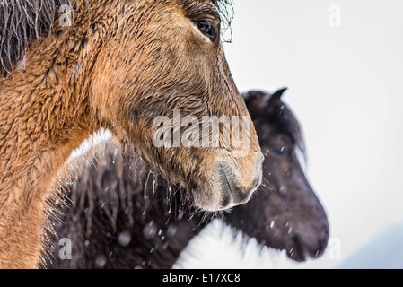 Nassen Islandpferde außerhalb in einem Schneesturm, Island Stockfoto
