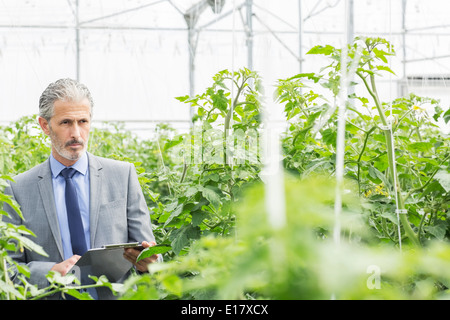 Botaniker mit Zwischenablage Prüfung Tomatenpflanzen im Gewächshaus Stockfoto