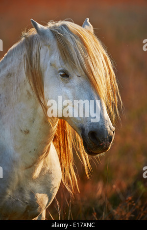 Enge Porträt der weißen Pferde der Camargue Stockfoto