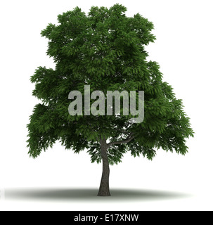 Sassafras Baum (isolierte weißer Hintergrund) Stockfoto