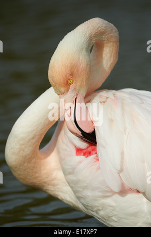 Porträt der Rosaflamingo in vertikalen, in der Camargue Stockfoto