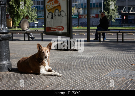 streunende Hunde liegen auf Avenida Libertador general Bernardo O'higgins Innenstadt von Santiago Chile Stockfoto