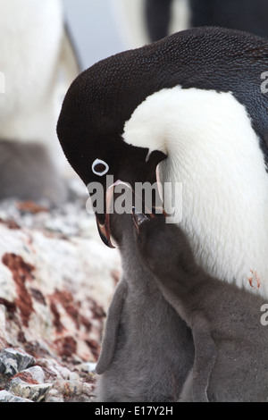 Adelie Penguin, die ihre Küken 1-feeds Stockfoto