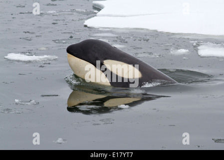 Porträt von Orcas oder Killerwal zeigen den Kopf aus dem Wasser auf den antarktischen Inseln Stockfoto