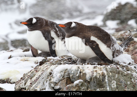 zwei Gentoo Pinguine sitzen auf Nester im Schnee Stockfoto