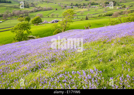 Glockenblumen wachsen auf einem Kalkstein-Hügel in der Yorkshire Dales National Park, UK. Stockfoto