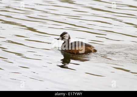 White-getuftete Grebe auf dem See in der Nähe von Mar Del Plata Stockfoto