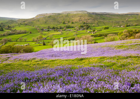 Glockenblumen wachsen auf einem Kalkstein-Hügel in der Yorkshire Dales National Park, UK. Stockfoto