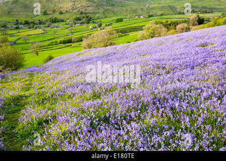 Glockenblumen wachsen auf einem Kalkstein-Hügel in der Yorkshire Dales National Park, UK. Stockfoto