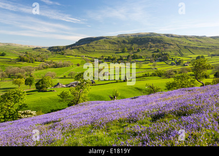 Glockenblumen wachsen auf einem Kalkstein-Hügel in der Yorkshire Dales National Park, UK. Stockfoto